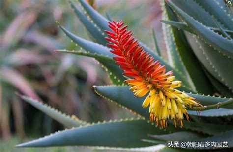 好兆頭蘆薈開花|【好兆頭蘆薈開花】蘆薈開花好兆頭！代表什麼寓意？一次搞懂 –